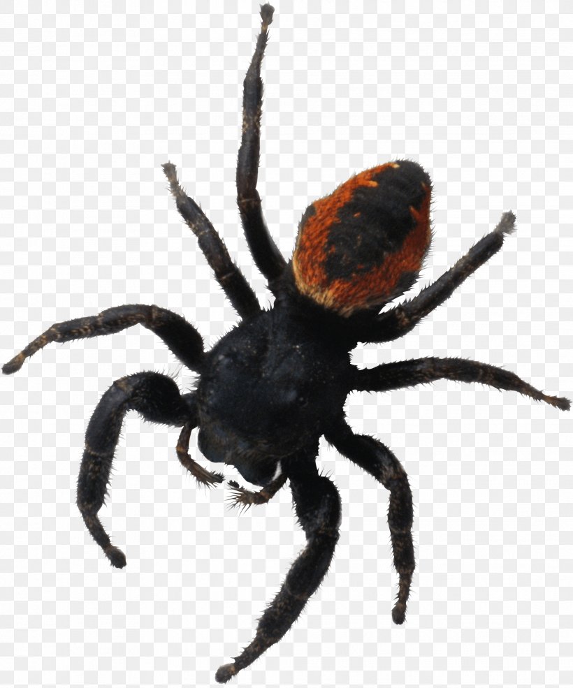 Spider Bite Southern Black Widow Brachypelma Hamorii, PNG, 2031x2441px, Spider, Arachnid, Araneus, Arthropod, Insect Download Free