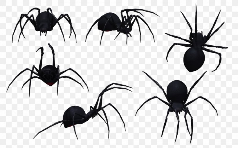 Spider Southern Black Widow Clip Art, PNG, 1024x639px, Spider, Arachnid, Art, Arthropod, Black And White Download Free