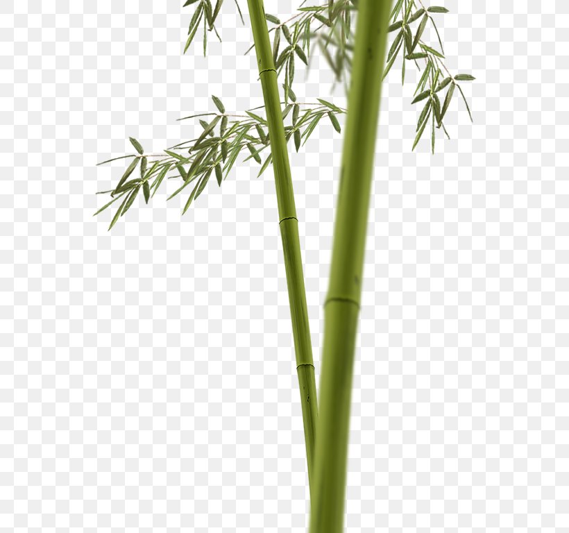 Tropical Woody Bamboos Flowerpot, PNG, 556x768px, Tropical Woody Bamboos, Bamboo, Flowerpot, Grass Family, Plant Stem Download Free