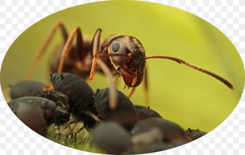 Ant Colony Hornet Queen Aphid, PNG, 1074x681px, Ant, Animal, Ant Colony, Aphid, Arthropod Download Free