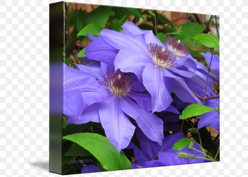 Leather Flower Annual Plant, PNG, 650x586px, Leather Flower, Annual Plant, Blue, Clematis, Flora Download Free