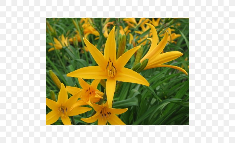 Lilium Daylily Terra Ceia Farms Plant Garden, PNG, 500x500px, Lilium, Aztec, Bacterial Wilt, Bald Cypress, Bulb Download Free