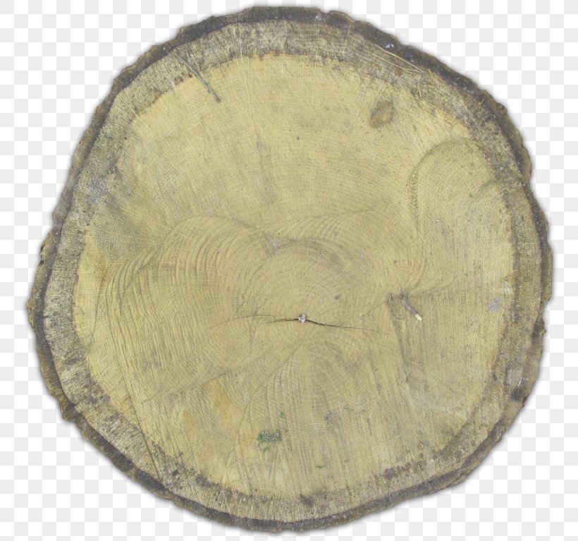 Tree Stump Lurker Wood, PNG, 790x767px, Tree, Artifact, Cactaceae, Desert, Directory Download Free