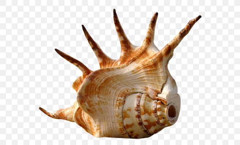 Gastropods Seashell Sea Snail Gastropod Shell, PNG, 600x498px, Gastropods, Beach, Conch, Gastropod Shell, Land Snail Download Free