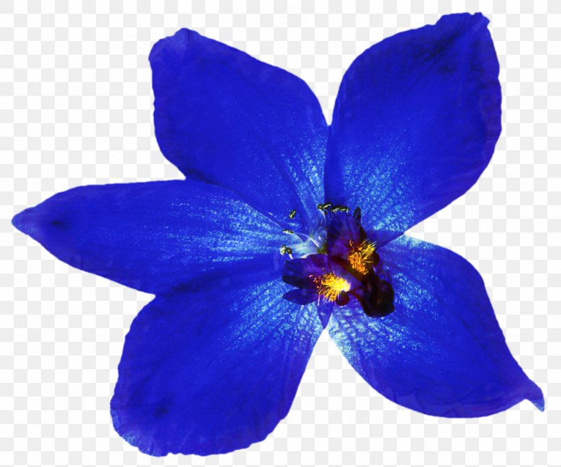Orchids Clip Art Blue Orchid, PNG, 1024x853px, Orchids, Blue, Blue Flower, Blue Orchid, Blue Rose Download Free