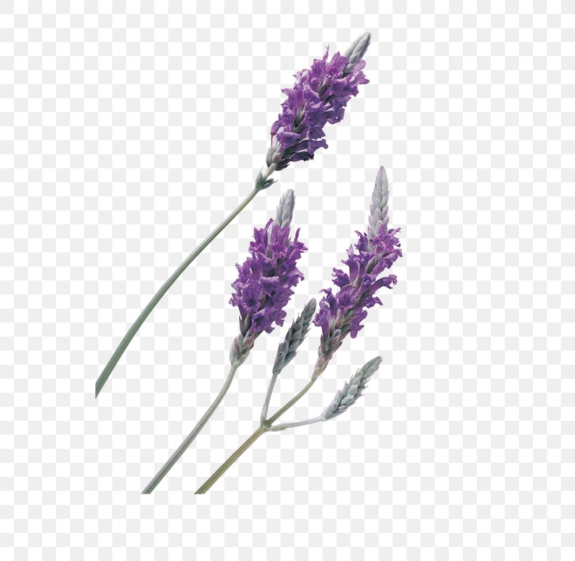 English Lavender Lavender Oil, PNG, 800x800px, English Lavender, Essential Oil, Flavor, Flower, Flowering Plant Download Free