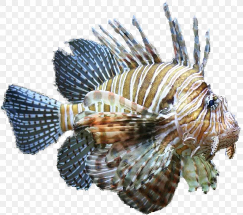 Horse Lionfish Tropical Fish Clip Art, PNG, 907x805px, Horse, Claresse, Drawing, Fauna, Fish Download Free