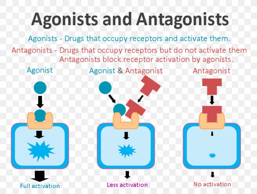 Receptor Antagonist Agonist-antagonist Dopamine, PNG, 900x680px, Watercolor, Cartoon, Flower, Frame, Heart Download Free