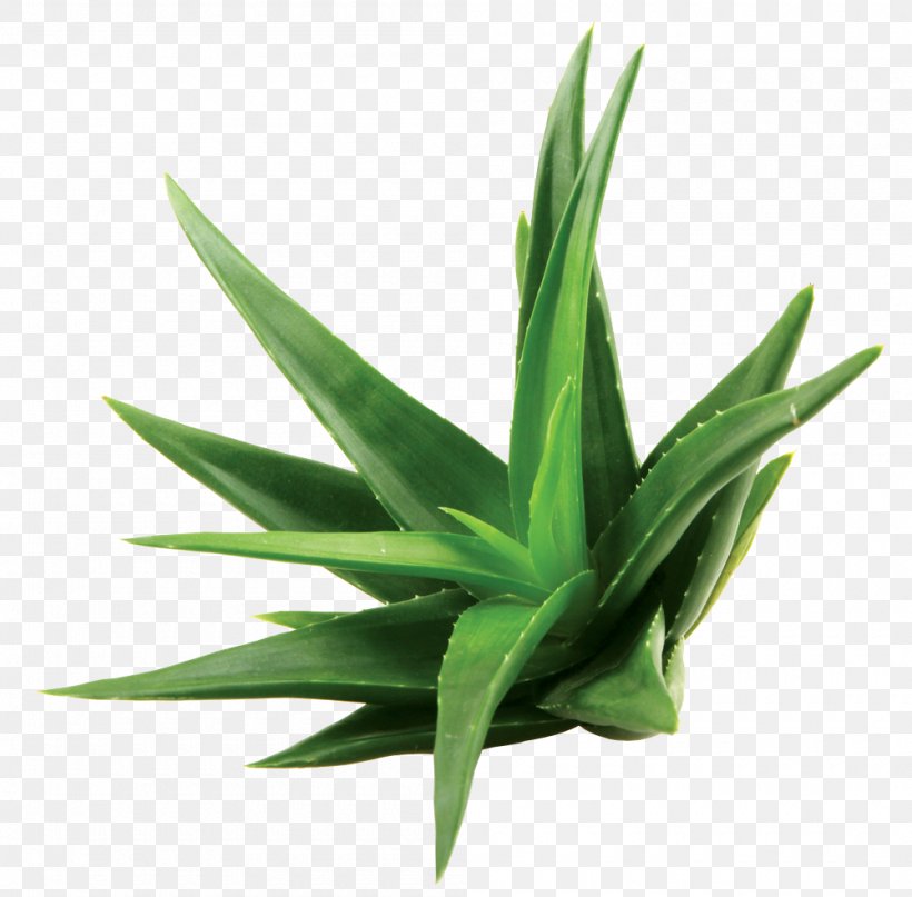 Aloe Vera Extract Skin Care Leaf, PNG, 1000x985px, Aloe Vera, Agave, Agave Azul, Aloe, Aloin Download Free