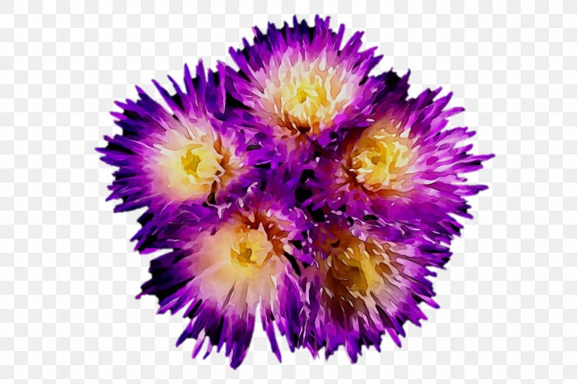 Purple Annual Plant Pollen Plants Pigface, PNG, 1500x1001px, Purple, Annual Plant, Aster, China Aster, Flower Download Free