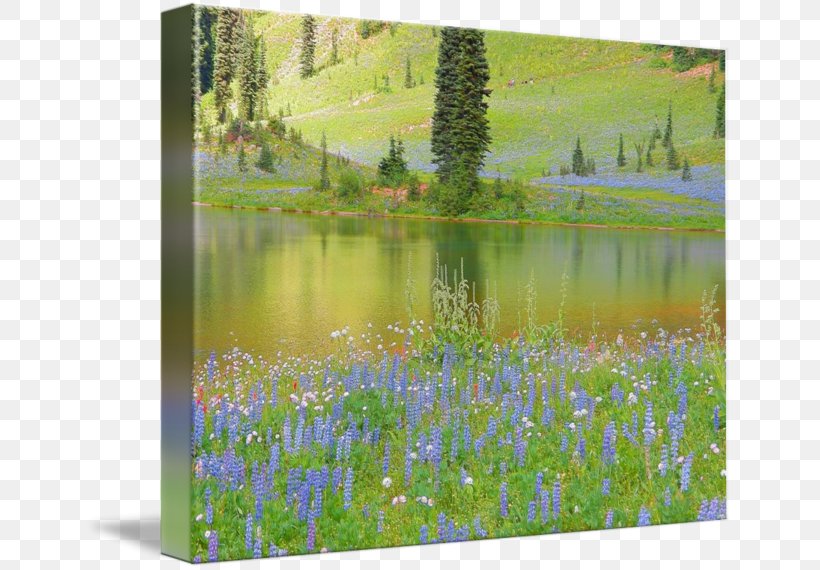 Tipsoo Lake Gallery Wrap English Lavender Mount Rainier Painting, PNG, 650x570px, Tipsoo Lake, Art, Bluebonnet, Canvas, Ecosystem Download Free