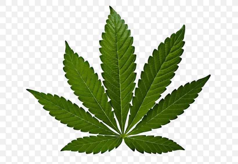 Cannabis Sativa Marijuana Hemp Leaf, PNG, 650x567px, 420 Day, Cannabis Sativa, Cannabis, Cannabis Cultivation, Cannabis Use Disorder Download Free