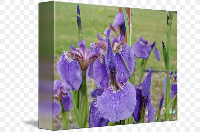 Northern Blue Flag Orris Root Iris Croatica Violet, PNG, 650x541px, Northern Blue Flag, Blue, Family, Flora, Flower Download Free