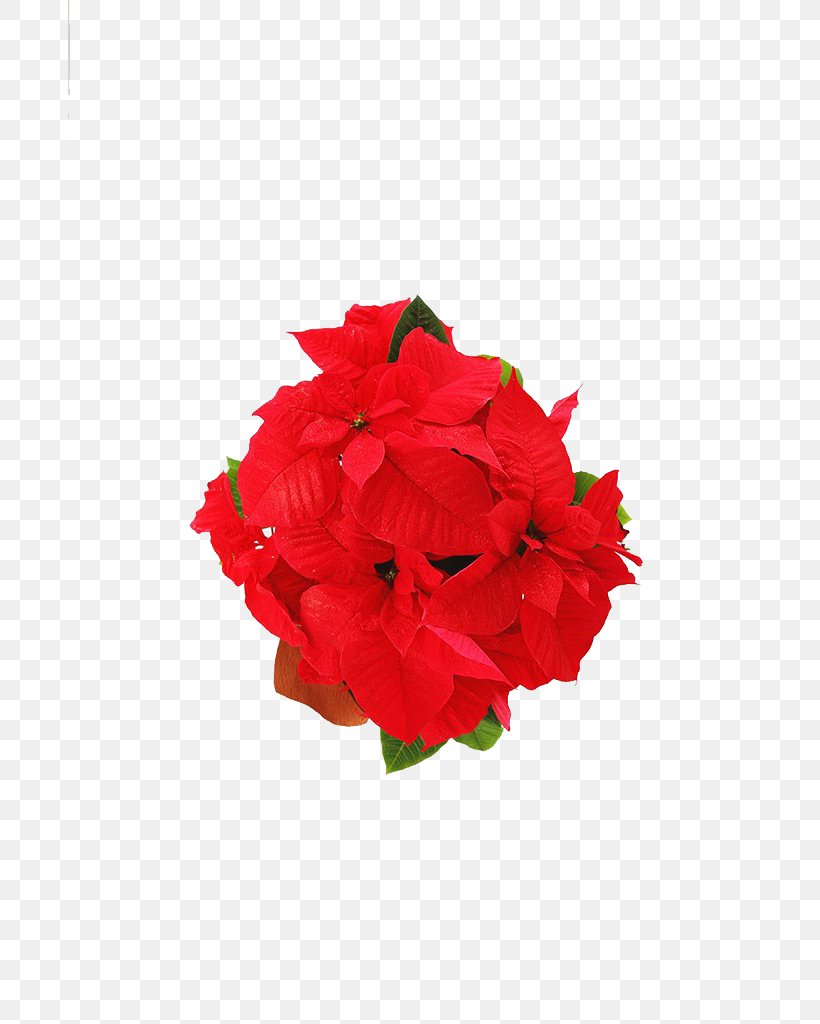 Red Flower, PNG, 683x1024px, Red, Cut Flowers, Designer, Floral Design, Floristry Download Free