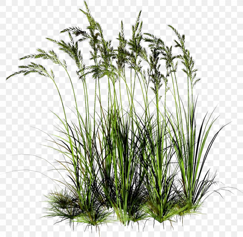 Sweet Grass Vetiver Tree Plant Stem Plants, PNG, 1935x1887px, Sweet Grass, Aquarium Decor, Aquatic Plant, Botany, Chrysopogon Download Free