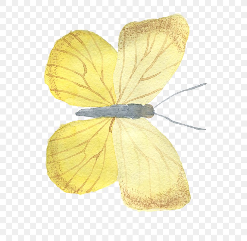 Butterfly Image Yellow, PNG, 655x800px, Butterfly, Borboleta, Color, Insect, Invertebrate Download Free