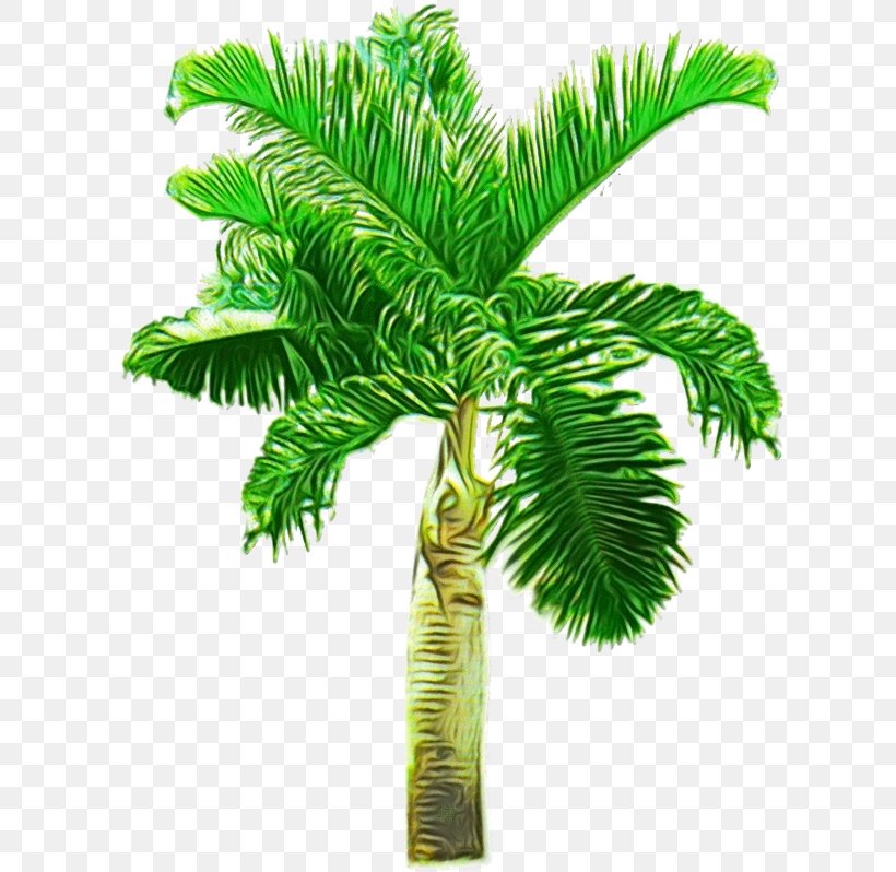Coconut Tree Cartoon, PNG, 631x798px, Watercolor, Arecales, Asian Palmyra Palm, Borassus, Borassus Flabellifer Download Free