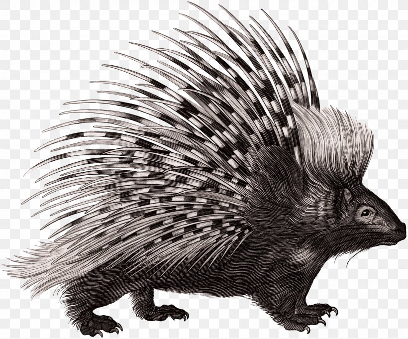 Crested Porcupine Rodent Zoological Lectures Delivered At The Royal Institution;, PNG, 1800x1497px, Porcupine, Animal, Black And White, Crested Porcupine, Domesticated Hedgehog Download Free