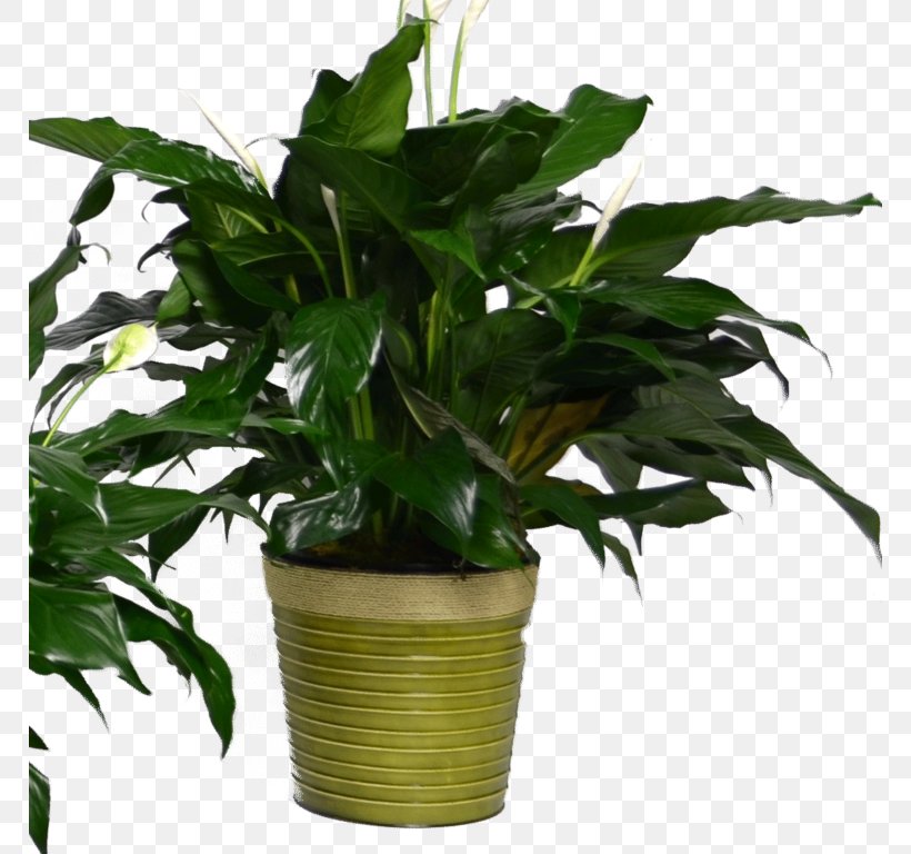 Peace Lily Flowerpot Houseplant Leaf Evergreen, PNG, 768x768px, Peace Lily, Coleus, Dumb Canes, Evergreen, Fig Trees Download Free