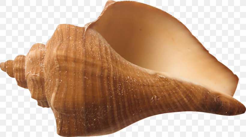 Shankha Seashell Conchology, PNG, 1583x886px, Shankha, Conch, Conchology, Seashell Download Free
