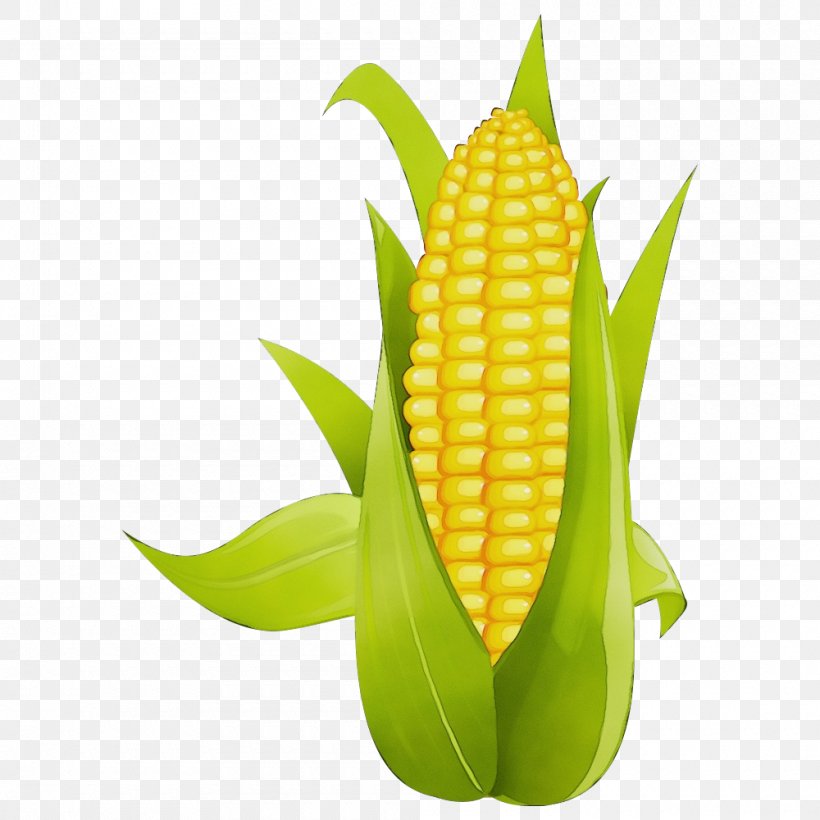 Corn On The Cob Sweet Corn Corn Corn Kernels Vegetarian Food, PNG, 1000x1000px, Watercolor, Corn, Corn Kernels, Corn On The Cob, Leaf Download Free