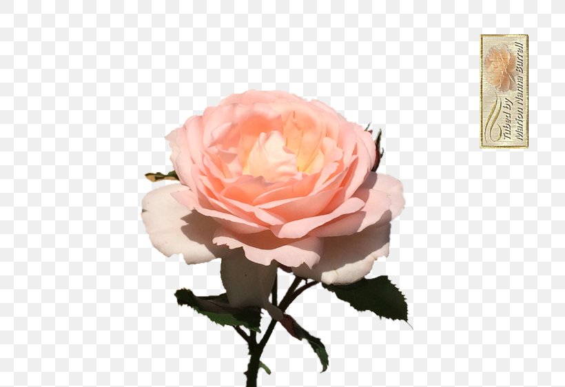 Garden Roses Cabbage Rose Floribunda Flower Floristry, PNG, 750x562px, Garden Roses, Artificial Flower, Cabbage Rose, Cut Flowers, Floribunda Download Free