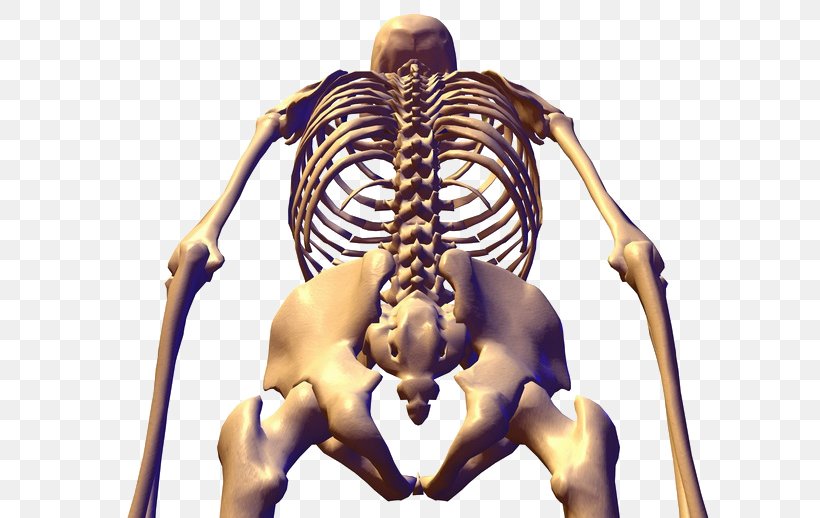 Human Skeleton Bone Anatomy Pelvis, PNG, 690x518px, Watercolor, Cartoon, Flower, Frame, Heart Download Free