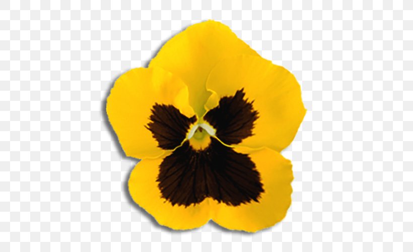 Pansy Yellow California Golden Violet Flower Ornamental Plant, PNG, 500x500px, Pansy, Blue, California Golden Violet, Color, Flower Download Free