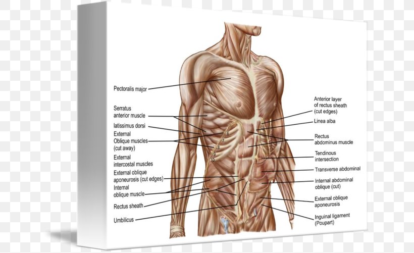 Rectus Abdominis Muscle Abdomen Human Body Human Anatomy, PNG, 650x501px, Watercolor, Cartoon, Flower, Frame, Heart Download Free