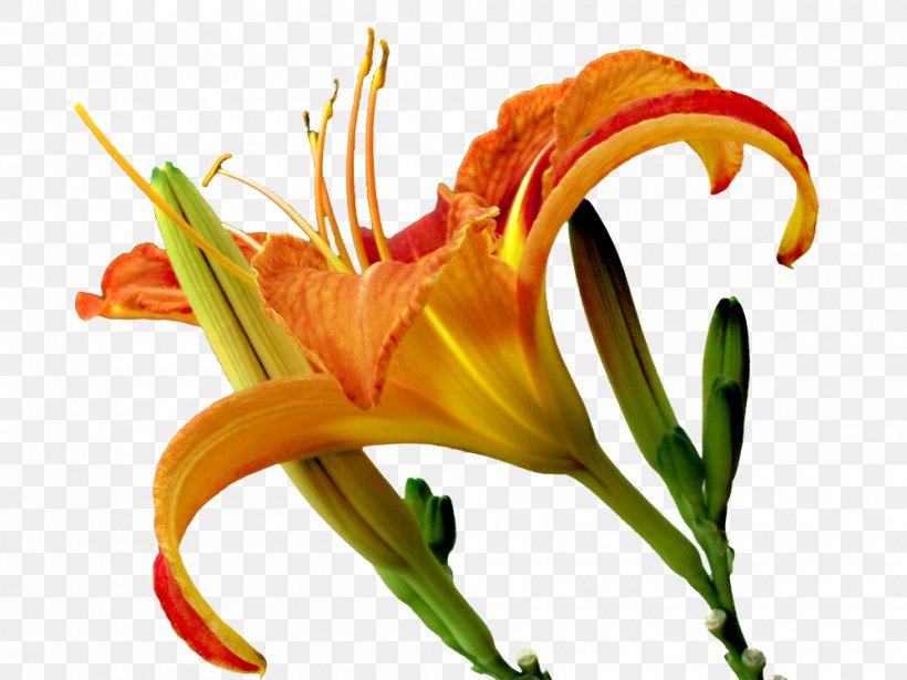 Canna Indica Euclidean Vector, PNG, 1000x750px, Canna Indica, Canna, Daylily, Element, Flower Download Free