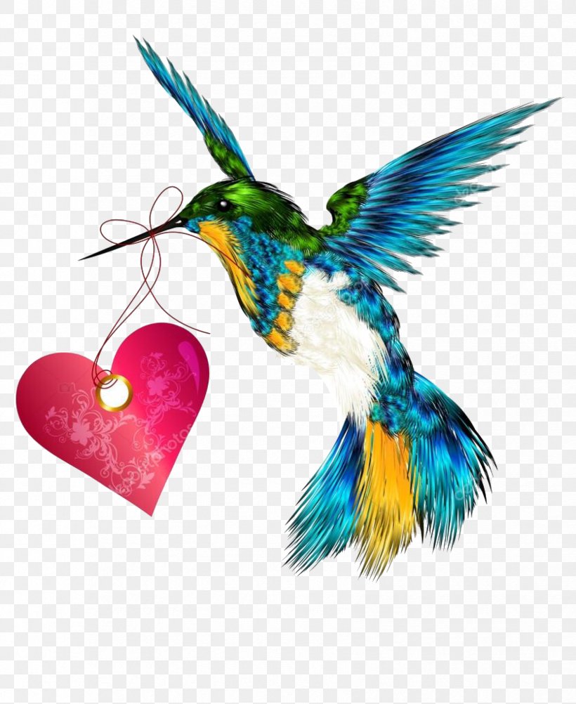 Hummingbird Vector Graphics Illustration Image Drawing, PNG, 1676x2048px, Hummingbird, Beak, Beautiful Sheartail, Bird, Drawing Download Free