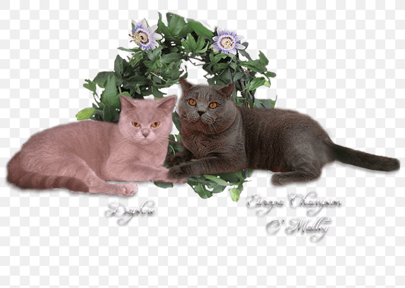 Kitten Whiskers Animal, PNG, 819x585px, Kitten, Animal, Carnivoran, Cat, Cat Like Mammal Download Free
