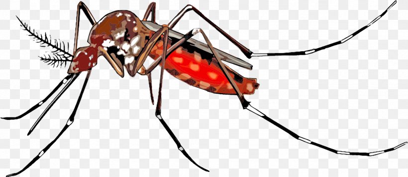 Yellow Fever Mosquito Clip Art Mosquito-borne Disease Mosquito Control, PNG, 1842x803px, Yellow Fever Mosquito, Aedes, Ant, Arthropod, Asian Tiger Mosquito Download Free