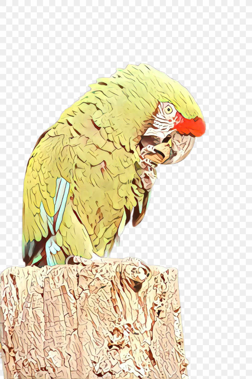 Bird Parrot Parakeet Beak Macaw, PNG, 1632x2448px, Bird, Beak, Bird Supply, Macaw, Parakeet Download Free