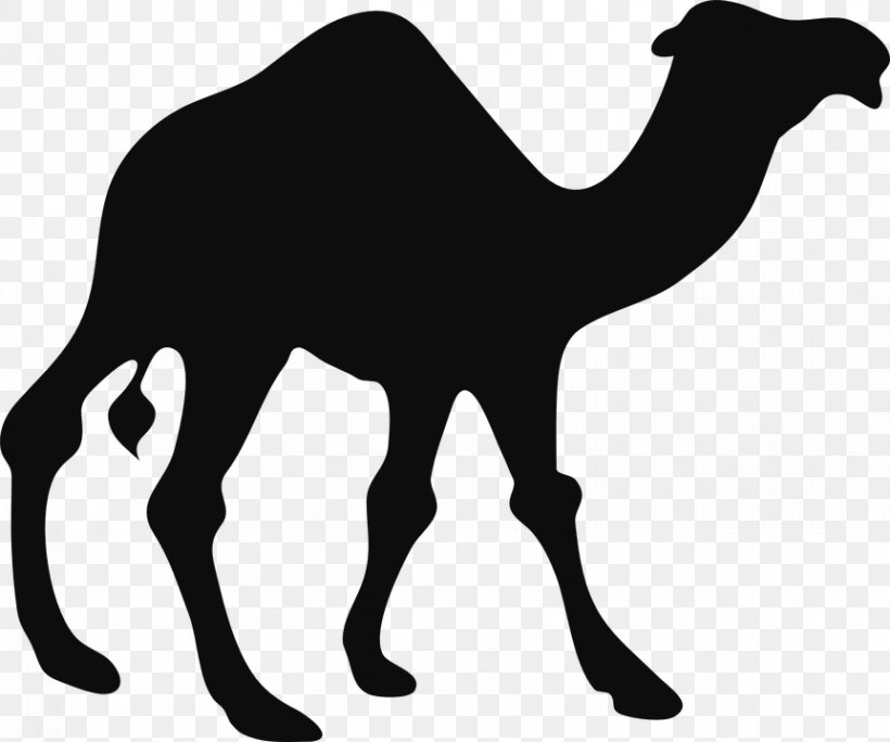 Dromedary Bactrian Camel Silhouette Clip Art, PNG, 862x720px, Dromedary, Arabian Camel, Bactrian Camel, Black And White, Camel Download Free