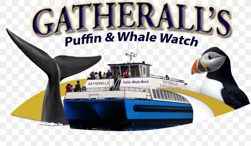 Gatherall's Puffin & Whale Watch St. John's Captain Wayne's Marine Excursions Cetacea Whale Watching, PNG, 1261x732px, Cetacea, Atlantic Puffin, Brand, Flightless Bird, Naval Architecture Download Free