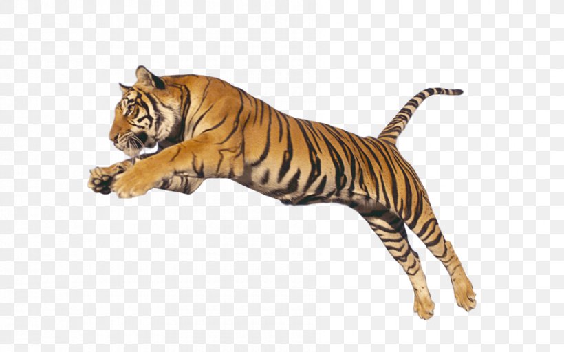 Lion Cat Leopard Felidae Animal, PNG, 900x563px, Lion, Animal, Animal Figure, Bengal Tiger, Big Cat Download Free