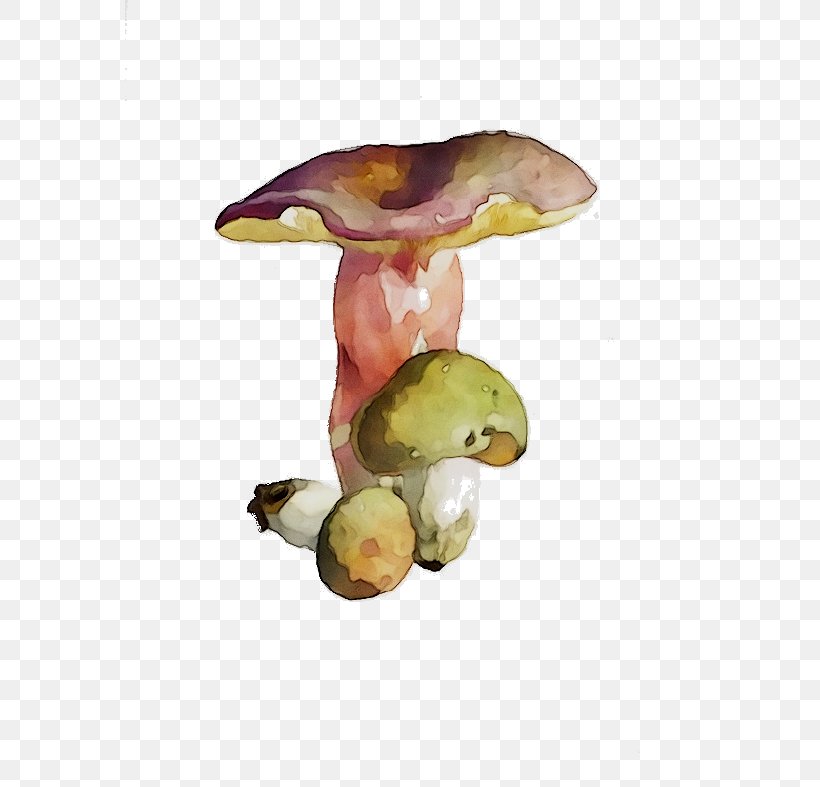 Mushroom Organism, PNG, 570x787px, Mushroom, Agaric, Bolete, Edible Mushroom, Fungus Download Free