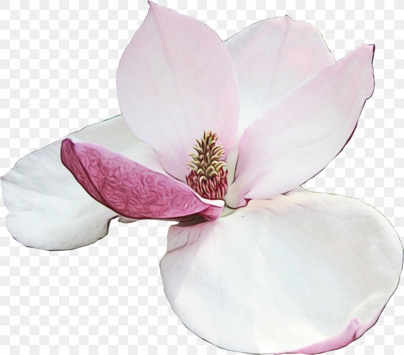 Petal Pink Flower Magnolia Plant, PNG, 1200x1055px, Watercolor, Blossom, Flower, Flowering Plant, Herbaceous Plant Download Free