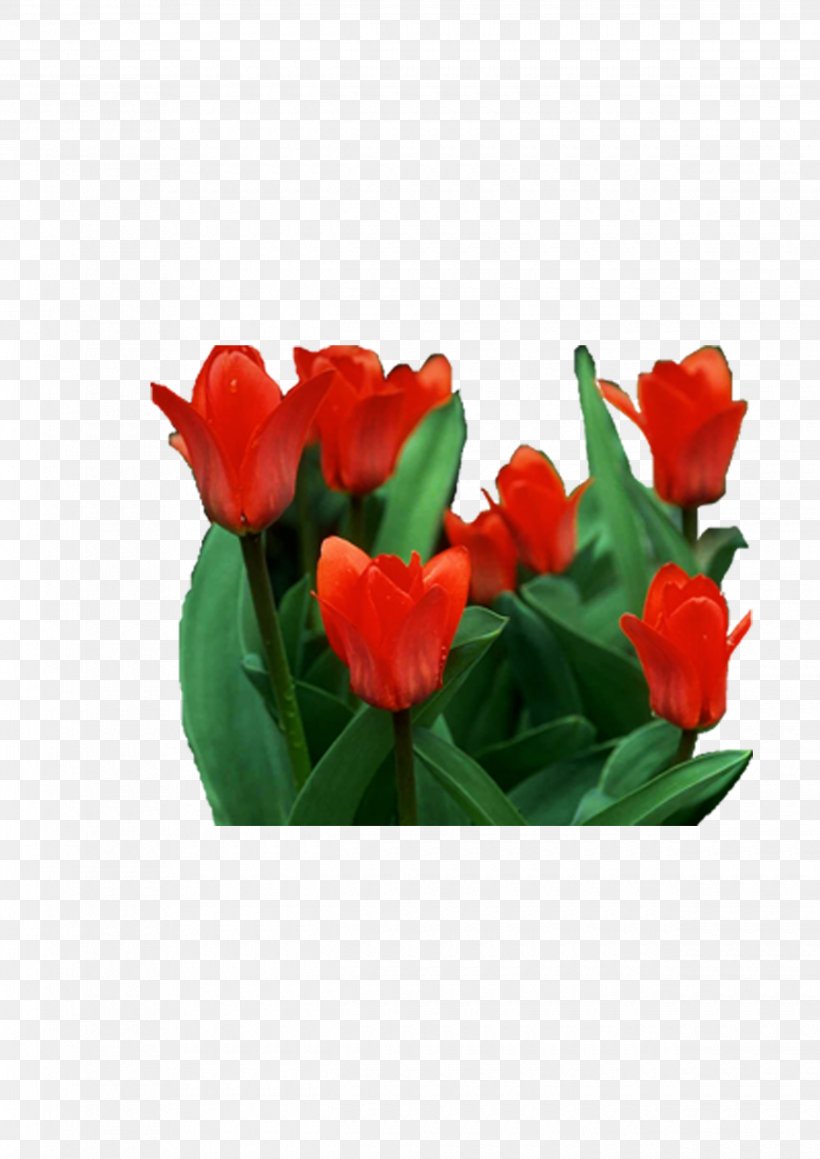 Tulip Cut Flowers, PNG, 2480x3508px, Tulip, Artificial Flower, Cut Flowers, Designer, Floral Design Download Free