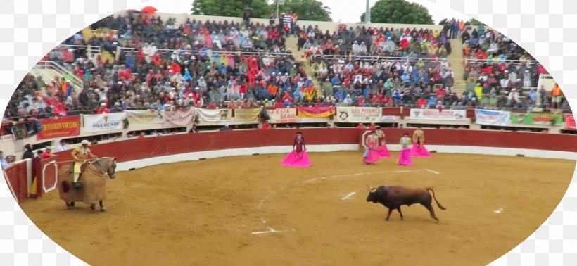 Bullfighting Bullring Bullfighter Arena, PNG, 1600x739px, Bullfighting, Animal Sports, Arena, Bull, Bullfighter Download Free
