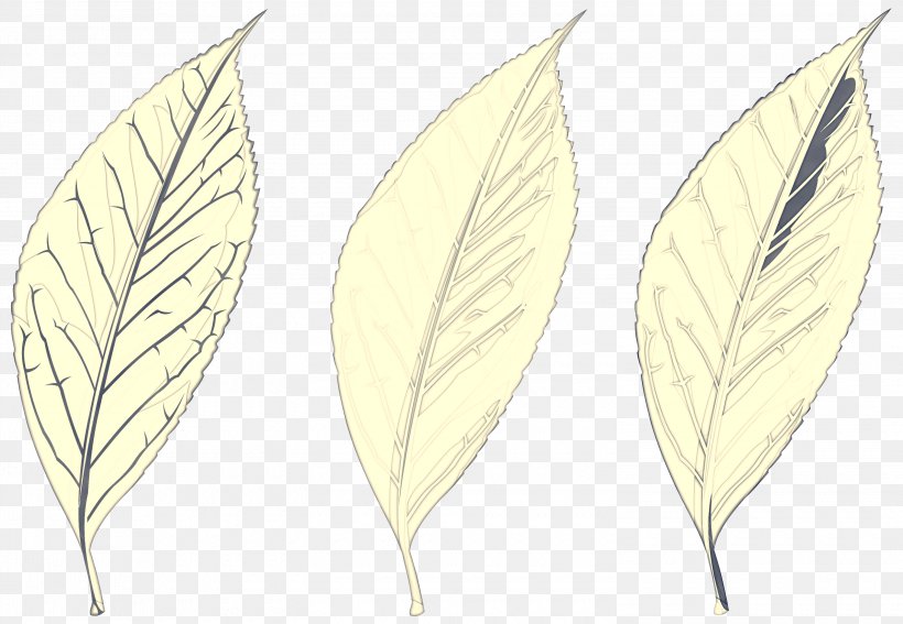 Tree Cartoon, PNG, 3000x2075px, Leaf, Anthurium, Flower, Plant, Tree Download Free