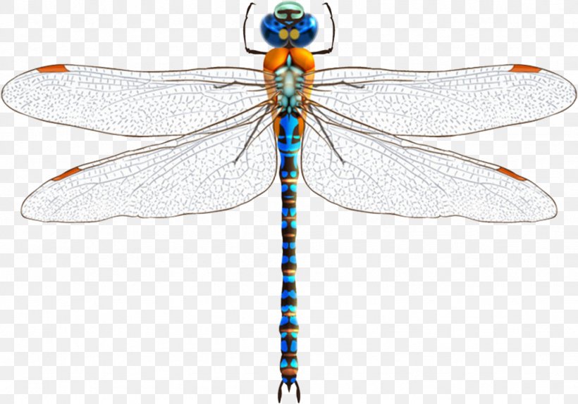 Dragonfly Damselfly Insect Euclidean Vector, PNG, 1024x718px, Dragonfly, Arthropod, Damselfly, Dragonflies And Damseflies, Insect Download Free