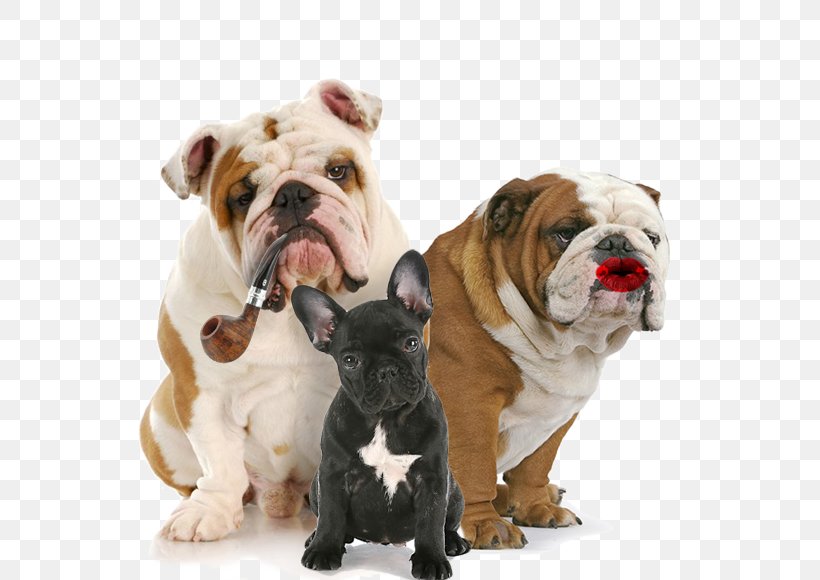 French Bulldog Cat Puppy Pet, PNG, 620x580px, Bulldog, Animal, Australian Bulldog, British Bulldogs, Bulldog Breeds Download Free