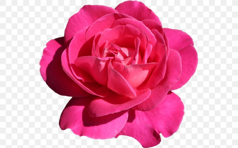 GIF Clip Art Image JPEG, PNG, 552x510px, Giphy, Animation, China Rose, Cut Flowers, Floribunda Download Free