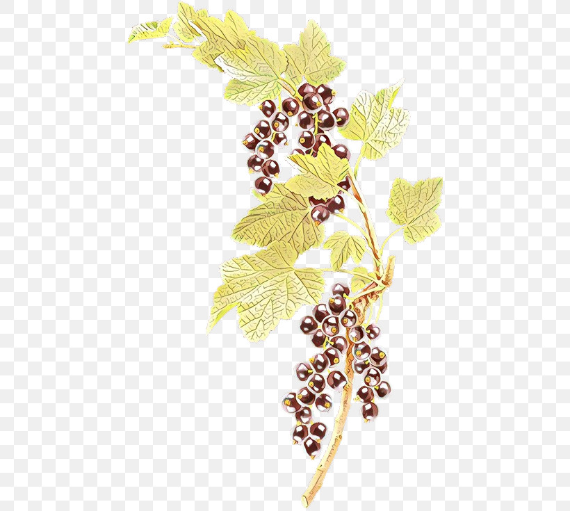 Grape Grape Leaves Grapevine Family Plant Leaf, PNG, 454x735px, Grape, Flower, Grape Leaves, Grapevine Family, Leaf Download Free