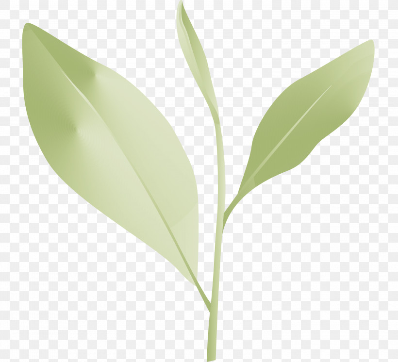 Tea Leaves Leaf Spring, PNG, 3000x2732px, Tea Leaves, Eucalyptus, Flower, Leaf, Plant Download Free