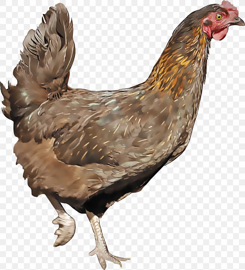 Bird Chicken Rooster Beak Fowl, PNG, 2149x2367px, Bird, Beak, Chicken, Comb, Fowl Download Free