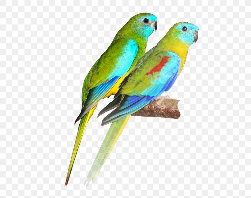 Bird Turquoise Parrot Scarlet-chested Parrot Budgerigar Parakeet, PNG, 486x647px, Bird, Beak, Budgerigar, Cockatoo, Common Pet Parakeet Download Free
