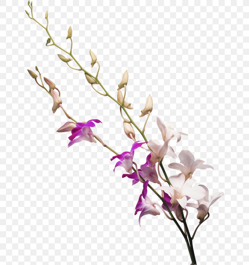 Drawing Orchids, PNG, 658x871px, Drawing, Blossom, Branch, Cut Flowers, Dendrobium Download Free